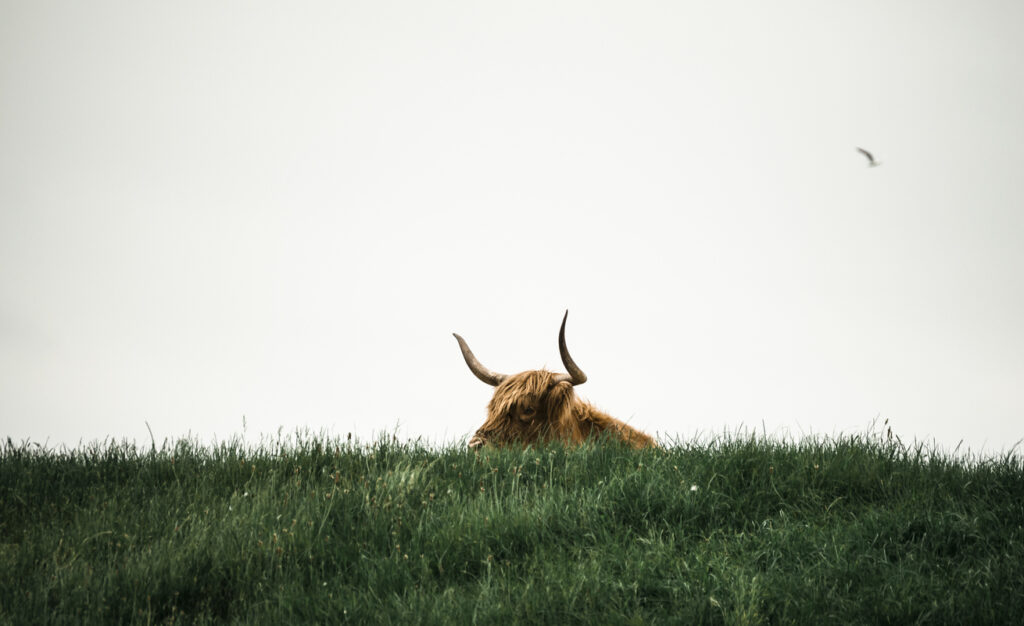 „Bitcoin Bulls on Prowl“, kaip „StableCoin Market Cap“, siekia 204